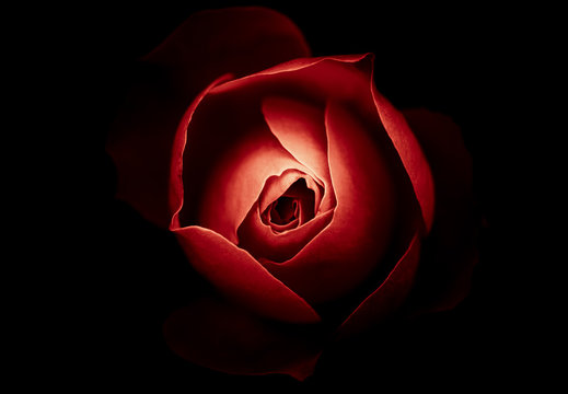 Fototapeta Abstract Rose with Black background