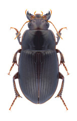 Beetle Harpalus froelichii on a white background