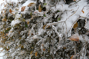 霧氷　イボタの木についた粗氷