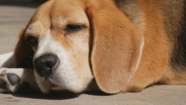 Adorable beagle dog lying on floor under sunlight,zoom out shot