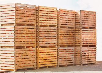 Harvested onions in wooden crates on field