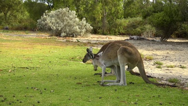 K&auml;ngurus beim fressen, M&auml;nnchen und Weibchen  - West Australien