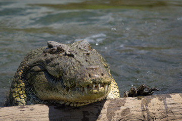 Saltwater Crocodile coming out of the water