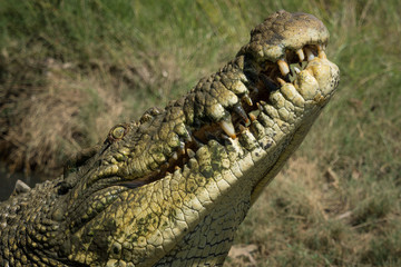 Closeup of saltwater crocodile and its teeth