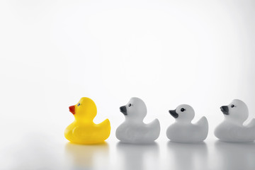 Leadership concept with yellow rubber ducks leading among white.