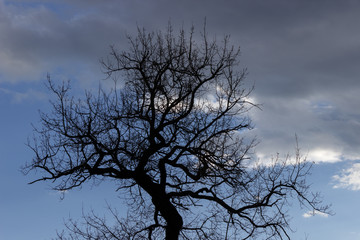 Silhouette of a naked tree in early spring. Low-key photography