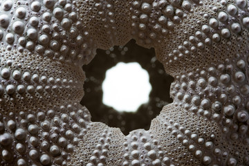 Urchin shell detail