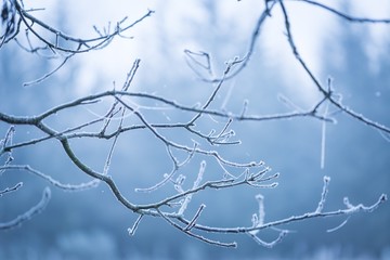 Tree twig with rime