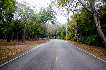Fototapeta na wymiar asphalt road in forest
