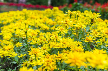 Obraz premium Beautiful Flower in Garden.