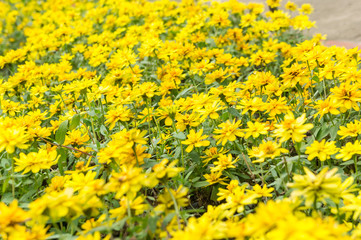 Obraz premium Beautiful Flower in Garden.