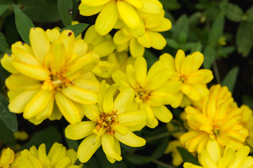 Beautiful Flower in Garden.
