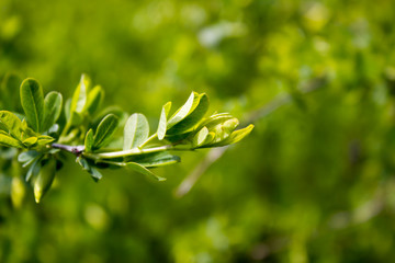 Fototapeta premium Green Bush on a spring day