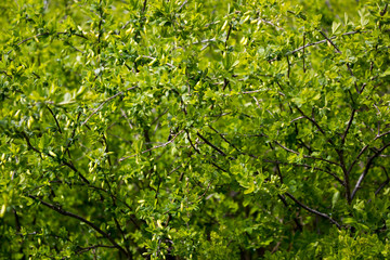 Fototapeta na wymiar Green Bush on a spring day