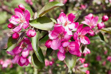 Red flowers of Apple tree on a spring day