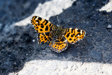 Fototapeta na wymiar Yellow butterfly on the pavement