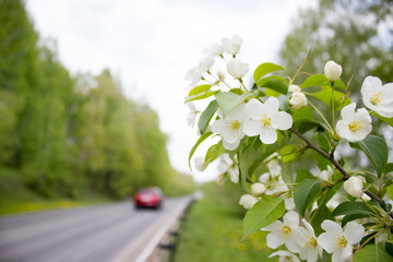 Asphalt road in spring forest