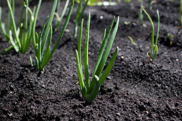 Green onions in the garden