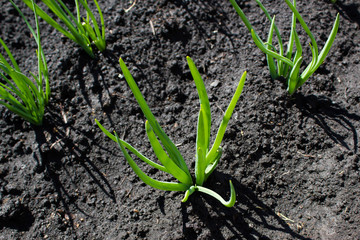 Green onions in the garden