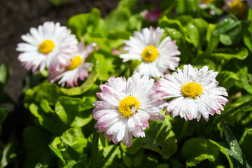 Daisy flower in the garden