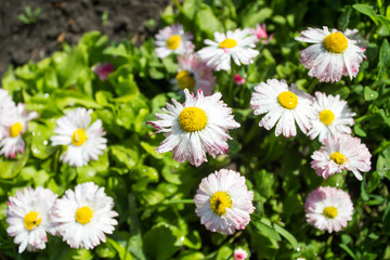 Fototapeta premium Daisy flower in the garden