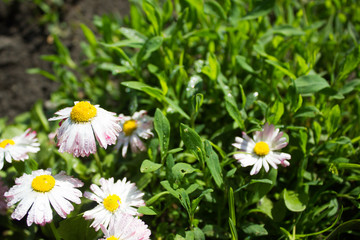 Obraz premium Daisy flower in the garden