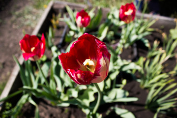 Flower red tulips in the garden