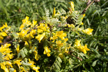 A branch of a blossoming acacia
