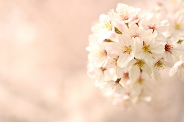Naklejka premium 桜の花 ソメイヨシノ