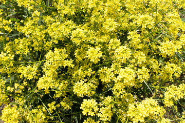 Yellow small flowers