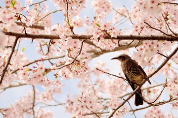 桜の花とヒヨドリ
