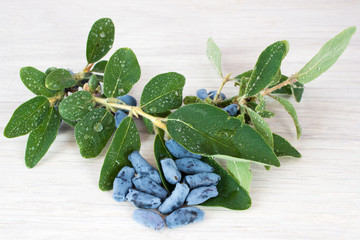 Berries of a honeysuckle on a light background