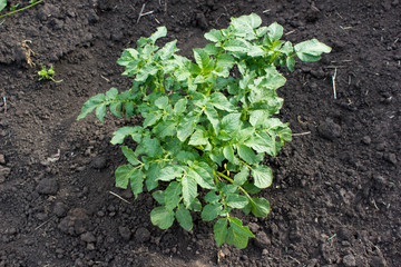 Sprout potatoes in the garden