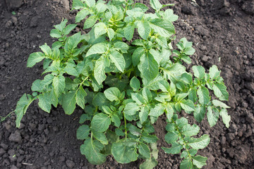 Sprout potatoes in the garden