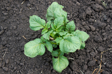 Sprout potatoes in the garden