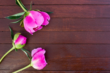 Pink flowers of peonies on wooden table