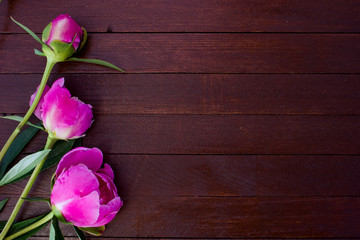 Pink flowers of peonies on wooden table