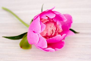 Fototapeta premium Pink flowers of peonies on wooden table