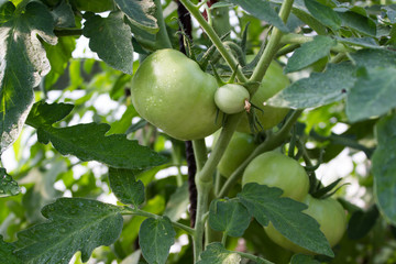 Green tomatoes grow in the garden