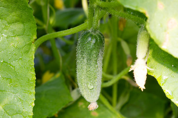 Cucumbers growing in the garden
