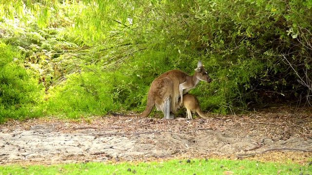 K&auml;nguru mit Jungtier in West Australien - Westliche Graue Riesenk&auml;nguru