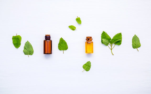 Bottle of essential oil with fresh lemon balm leaves setup with