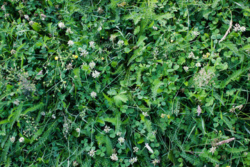 Small white flowers of the forest