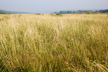 A field of high yellow grass