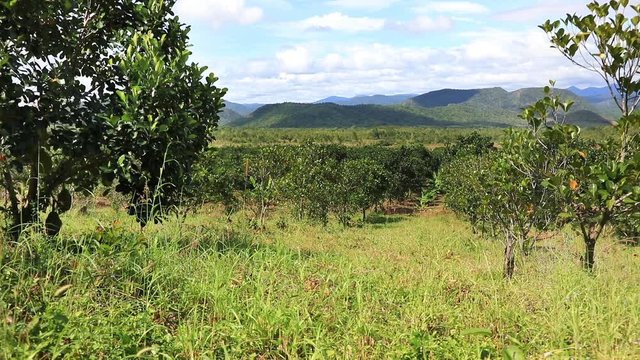 Panoramic video shot of Jackfruit plantations in the highlands of Eastern Vietnam
