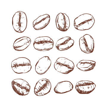 Coffee bean Isolated Hand drawn vector, Coffee bean clip art