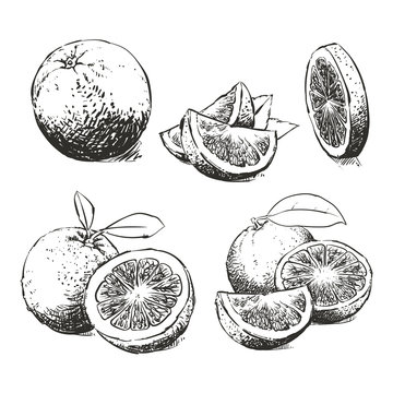 Fresh ripe orange, Drawing Vector collection, Orange vector illustration, Clip art