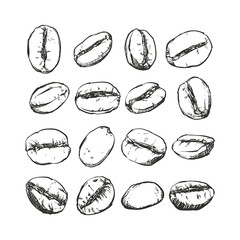 Coffee bean Isolated, Hand drawn vector sketch, Coffee clip art