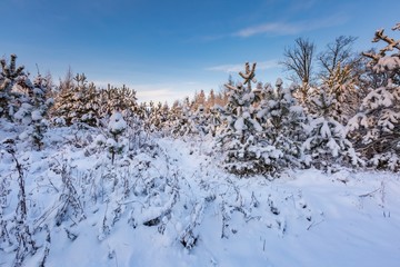 Fantastic morning winter landscape