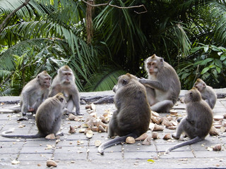 Monkeys eating in the temple